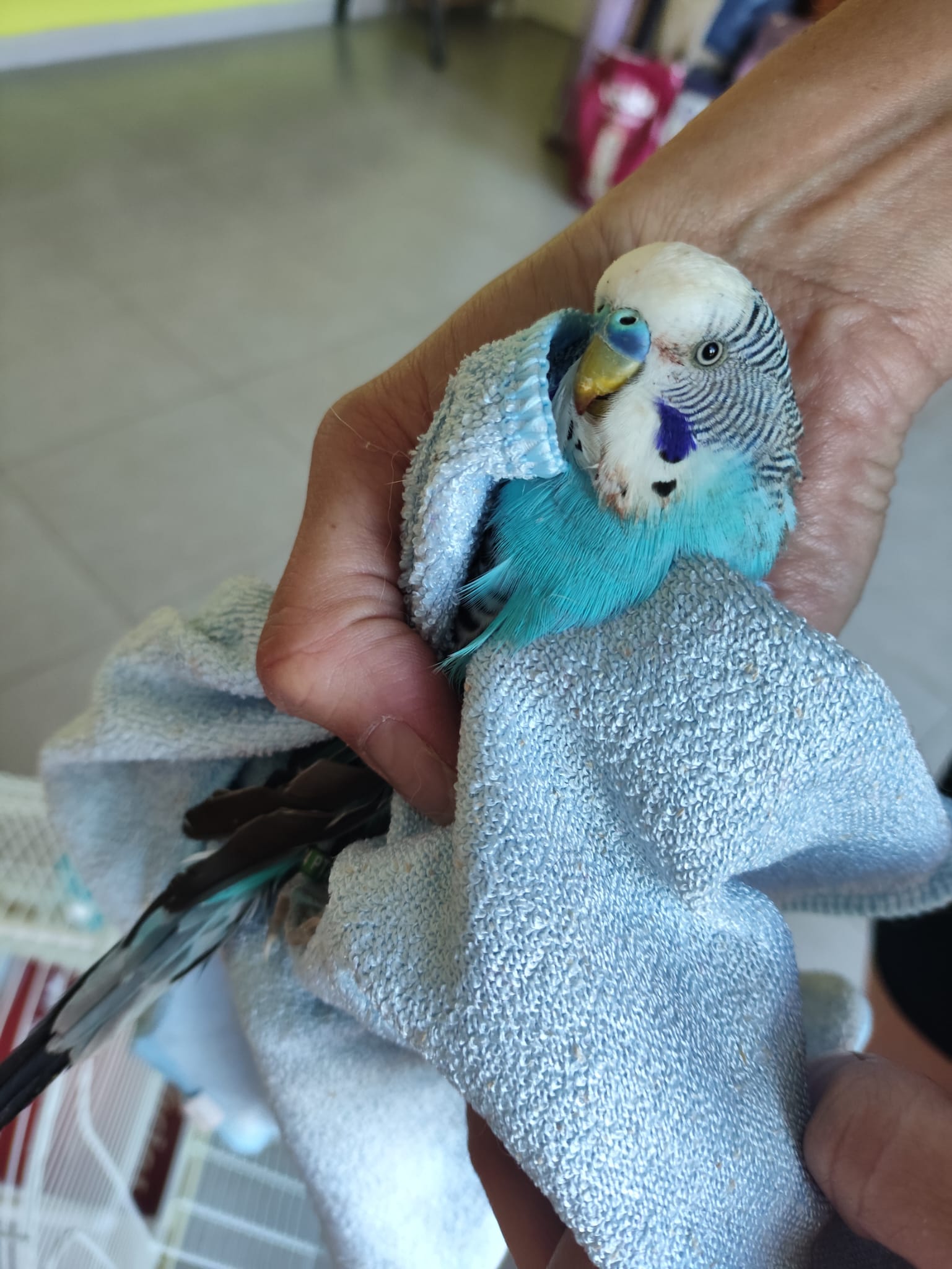 FELIPE