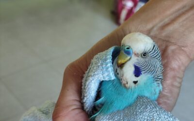 FELIPE