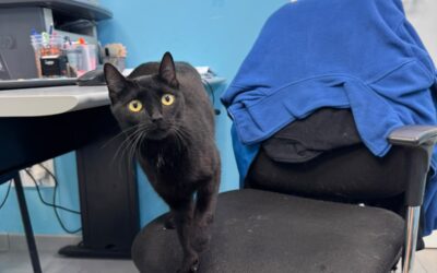 NALA